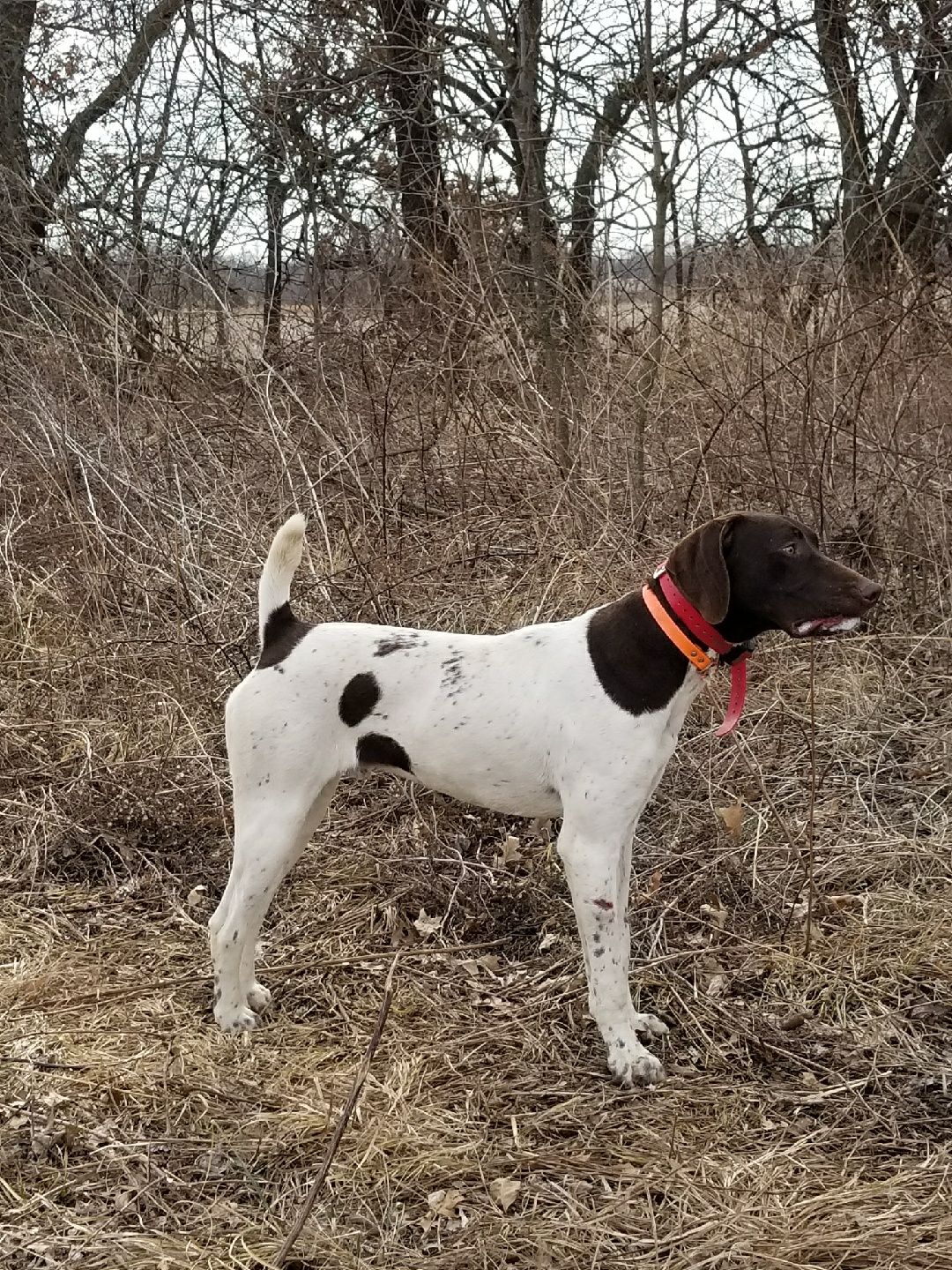 Male pup of Gus